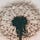 Writing with Plants and Flowers, and the Magic Fountain