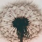 Writing with Plants and Flowers, and the Magic Fountain