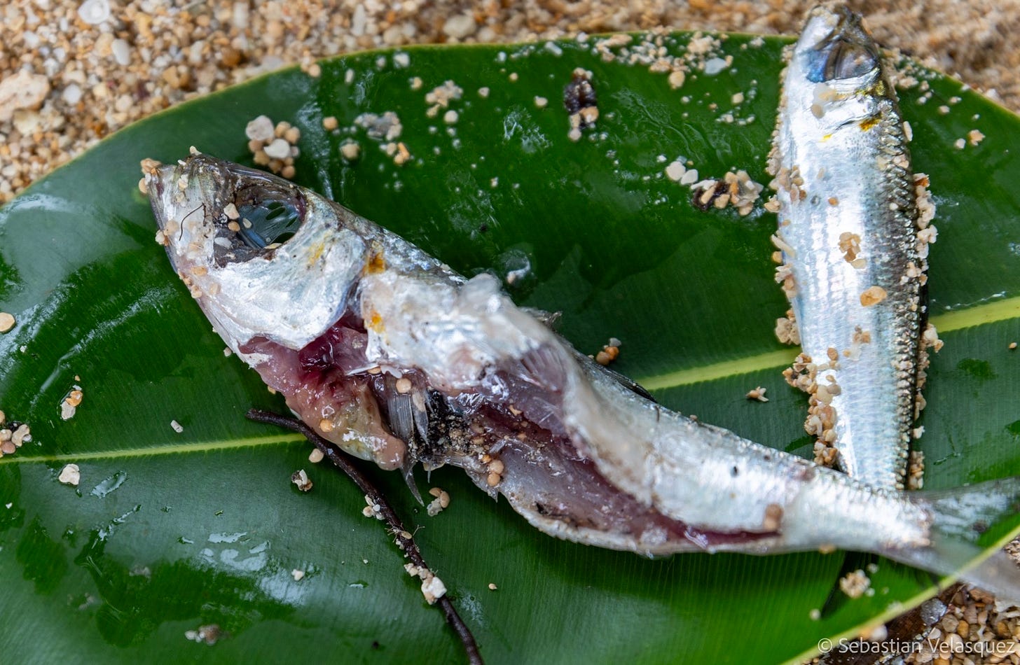 Some fish have turned up with discolored flesh. Government authorities have warned New Irelanders not to eat fish from the island’s east coast until the cause of the problems can be identified. Image ©Sebastian Velasquez. Some fish have turned up with discolored flesh. Government authorities have warned New Irelanders not to eat fish from the island’s east coast until the cause of the problems can be identified. Image ©Sebastian Velasquez.