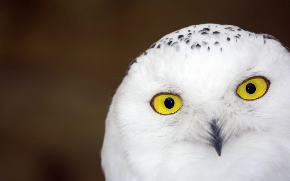 Snowy owl