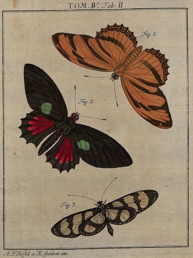 a colored book illustration featuring butterflies, 18th century