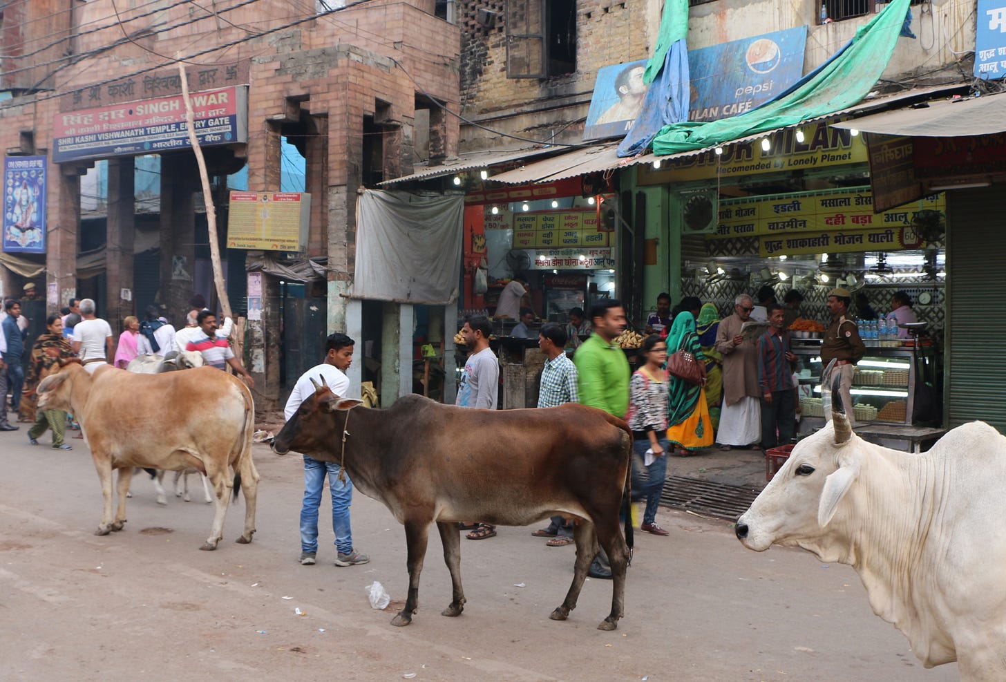 Stray cow - Wikipedia Stray cow - Wikipedia