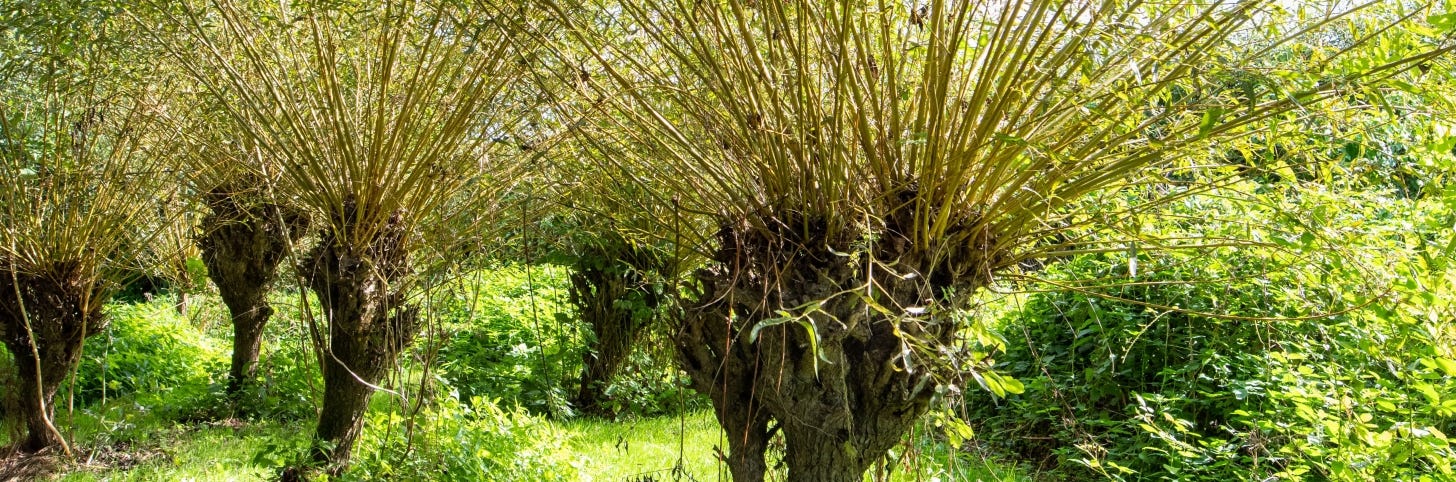 Pollards with stubby trunks topped by copious long greenish-yellow stems