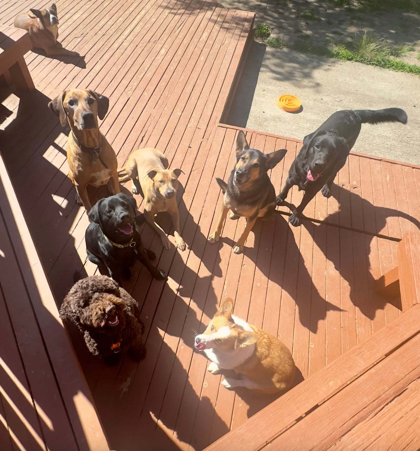 My goober, hanging out at daycare with his goober friends.