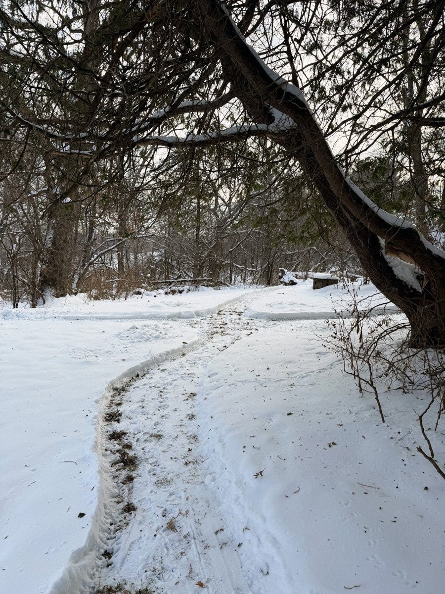 paths through a snow-covered yard