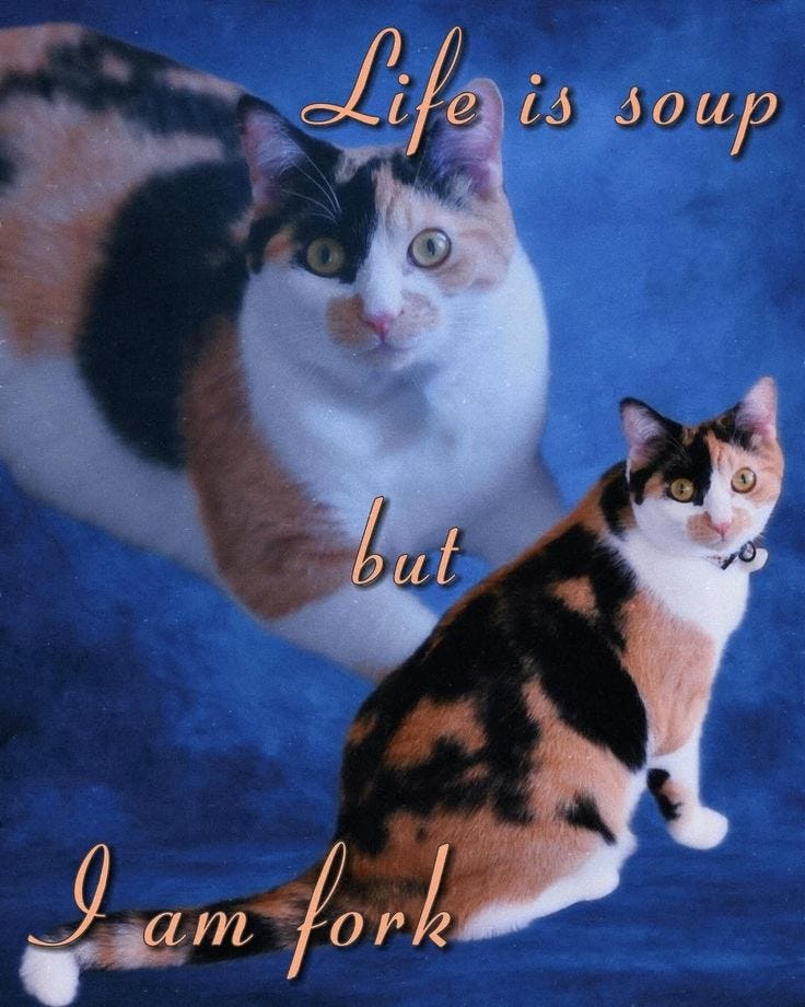 This may contain: two cats sitting next to each other with the caption life is soup but i am fork