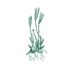 Woodland Wonderings by Sarah Moorcroft photography