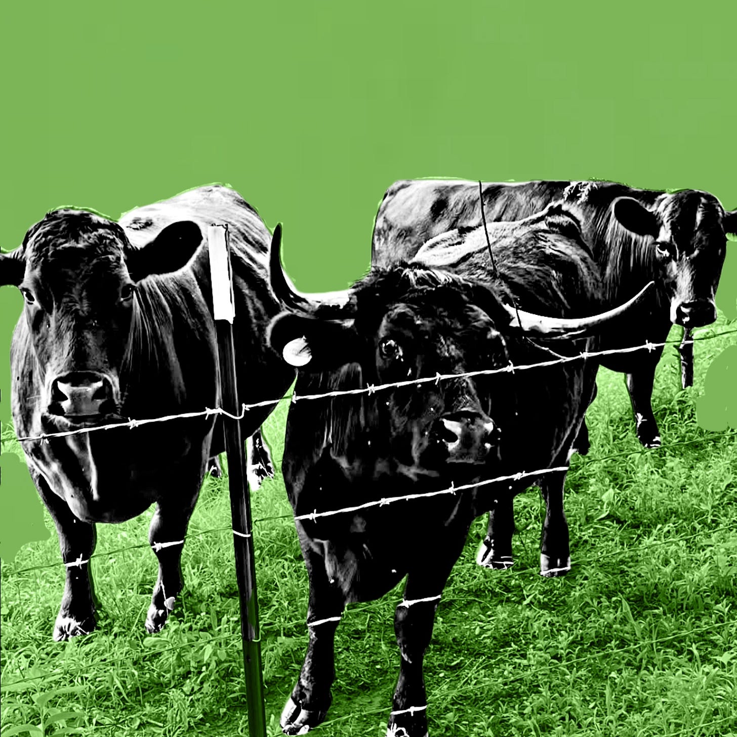 Some Missouri cows (based on a photo I took at my aunt’s farm). Some Missouri cows (based on a photo I took at my aunt’s farm).