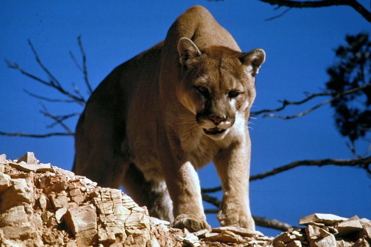 Cougar - Wikipedia Cougar - Wikipedia
