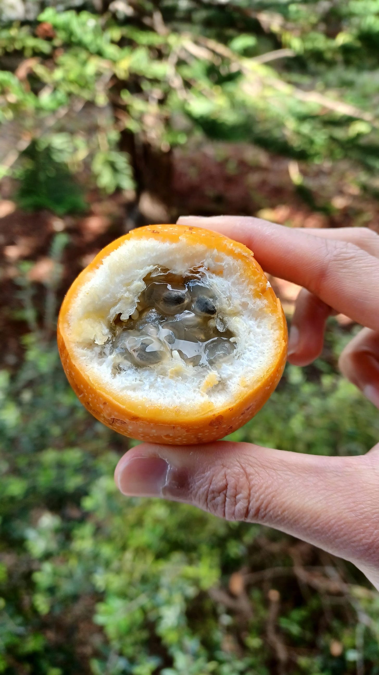 Madeira - A 6 Day Guide