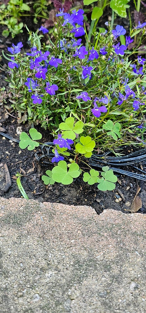 Oxalis plants