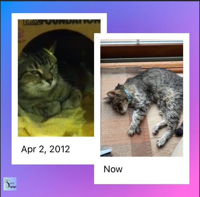 A Cat Named Jazzy