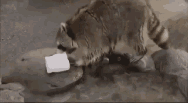 a close up of a raccoon eating a piece of ice cream .