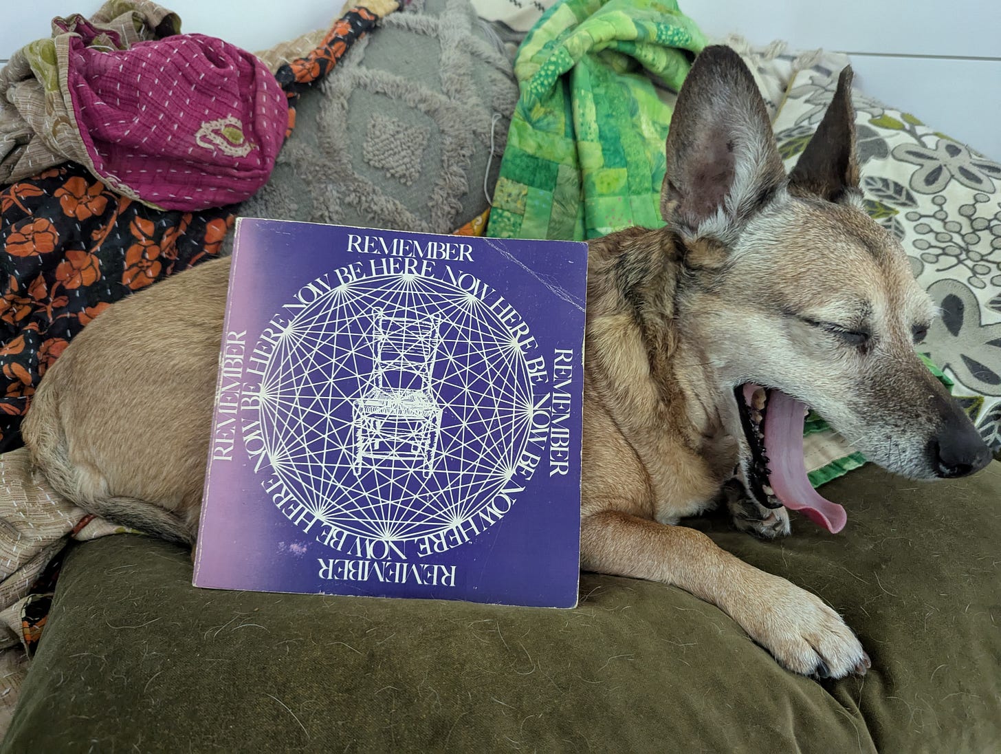 A small dog (Cosmo) yawning on his blanket and pillow pile, while he is being a book stand for my old copy of Be Here Now. A small dog (Cosmo) yawning on his blanket and pillow pile, while he is being a book stand for my old copy of Be Here Now.