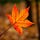 tracey's Substack