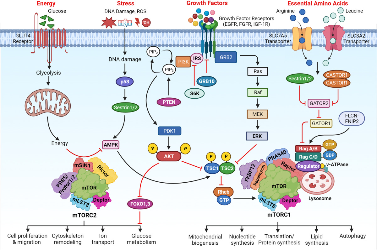 Multifaceted role of mTOR (mammalian target of rapamycin) signaling pathway  in human health and disease | Signal Transduction and Targeted Therapy