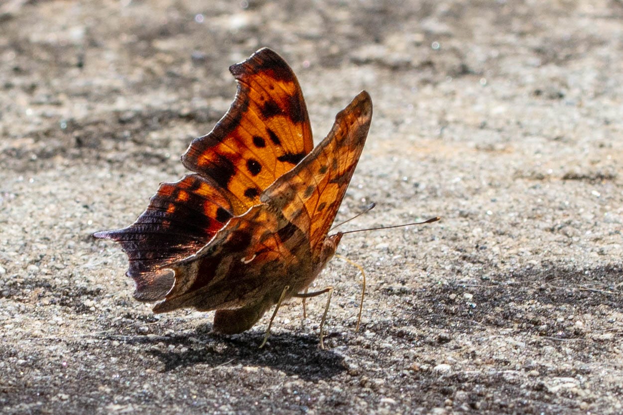 An orange and black butterfly with wings half open. On the ventral hindwing is a white shape that resembles and upside down question mark.