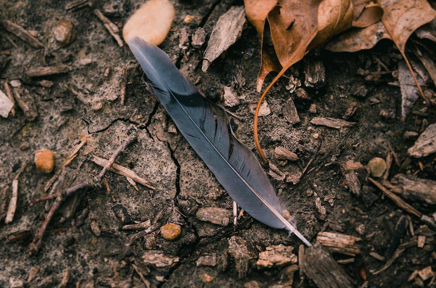 feather from nature