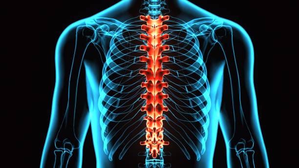 3D Illustration of Spinal cord (Thoracic Vertebrae) a Part of Human Skeleton Anatomy In vertebrates, thoracic vertebrae compose the middle segment of the vertebral column, between the cervical vertebrae and the lumbar vertebrae. Spinal Health stock pictures, royalty-free photos & images
