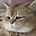 Maxwell the Cat's avatar