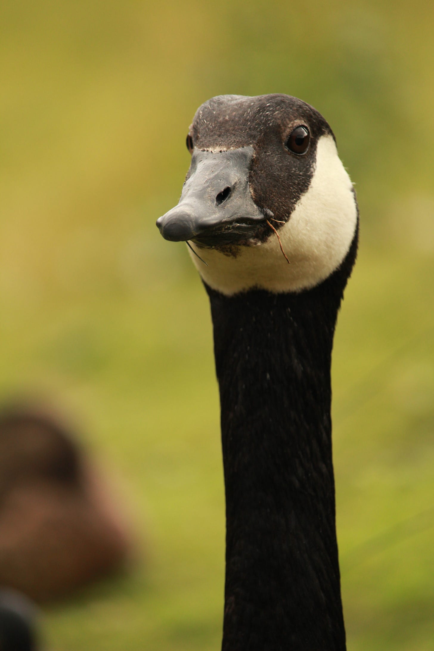 Close up of neck and head of a Canada goose with a bit of grass in its mouth