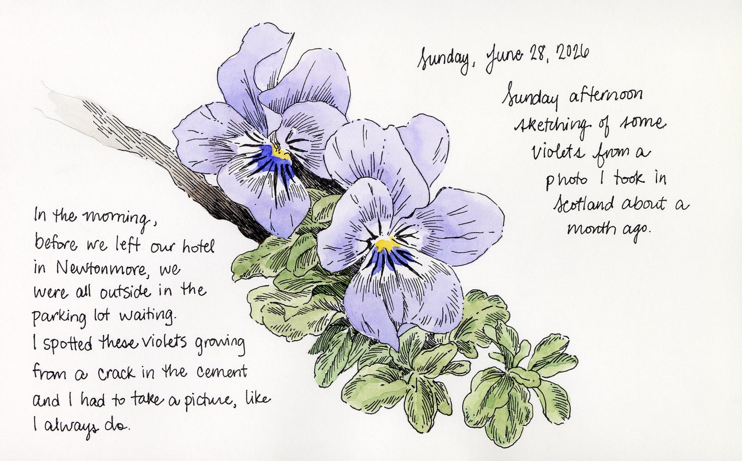 A pen and ink and watercolor sketch of violets with handwritten notes.
