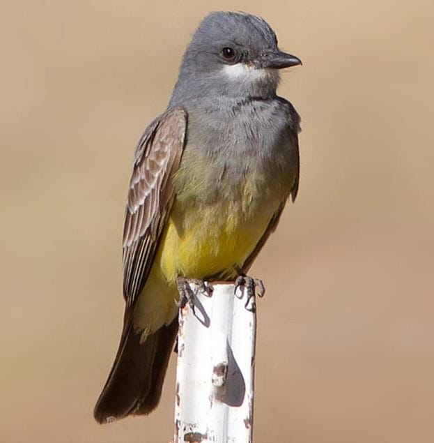 Cassin's Kingbird Identification, All About Birds, Cornell Lab of Ornithology Cassin's Kingbird Identification, All About Birds, Cornell Lab of Ornithology