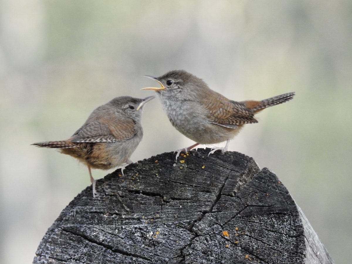 How to Attract and Identify House Wren - Birds and Blooms How to Attract and Identify House Wren - Birds and Blooms