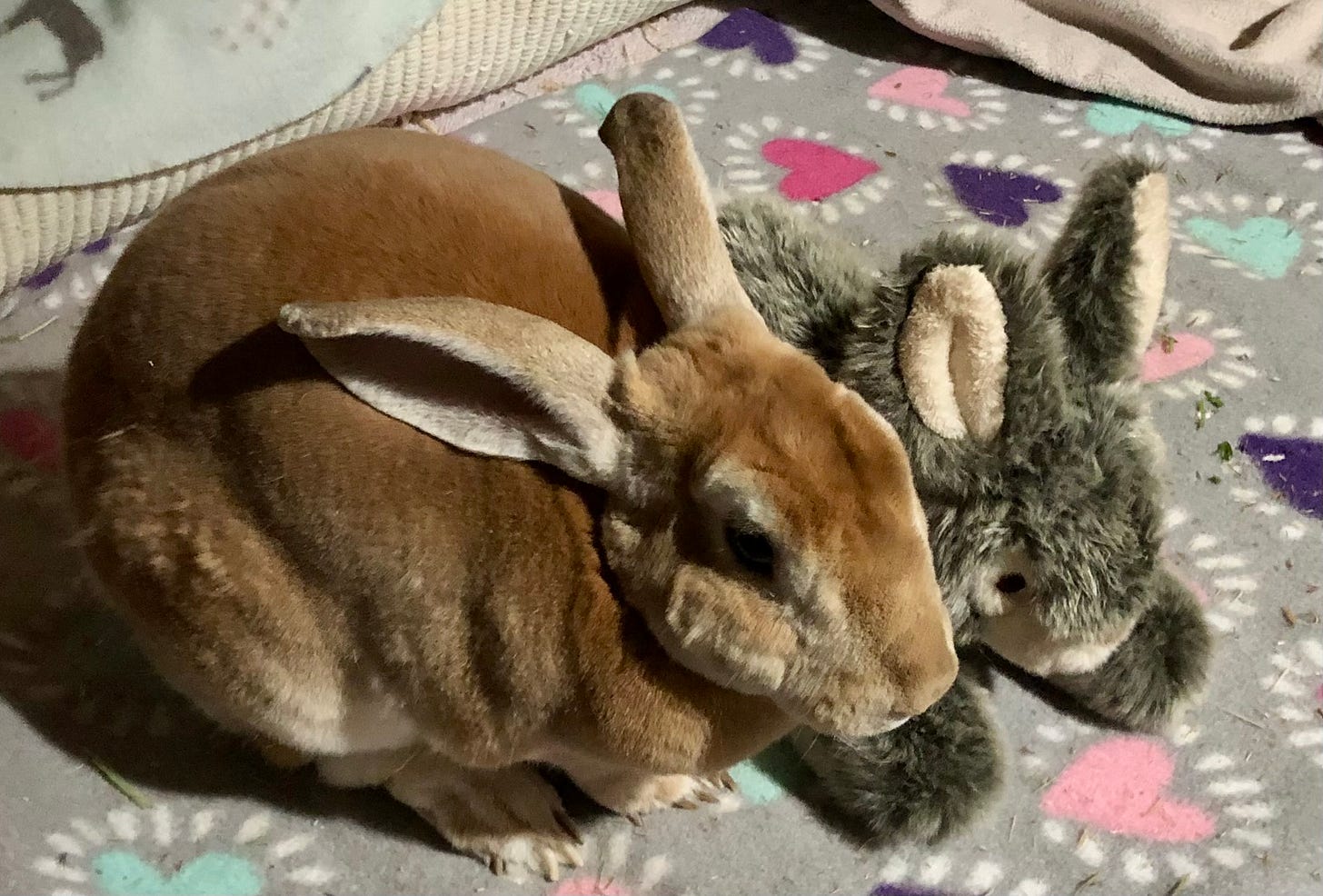 Rabbit and toy fake bun