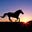 Wild Horse Films's avatar