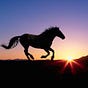 Wild Horse Films's avatar