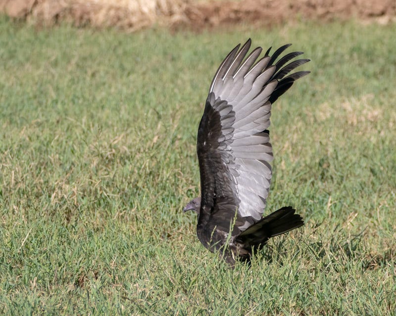 20250911-Marana-234-Edit.jpg 20250911-Marana-234-Edit.jpg
