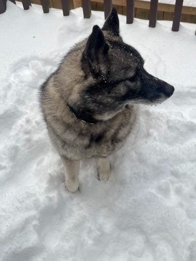 Thora, a Norwegian Elkhound, is standing in the snow with an unreadable expression. She is just foot-deep into it, and the snow composes the bulk of the image. The Norwegian Elkhound, Thora, is staring off to the side.