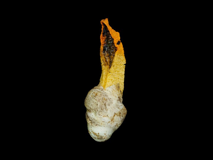 orange stinky squid mushroom emerging from egg
