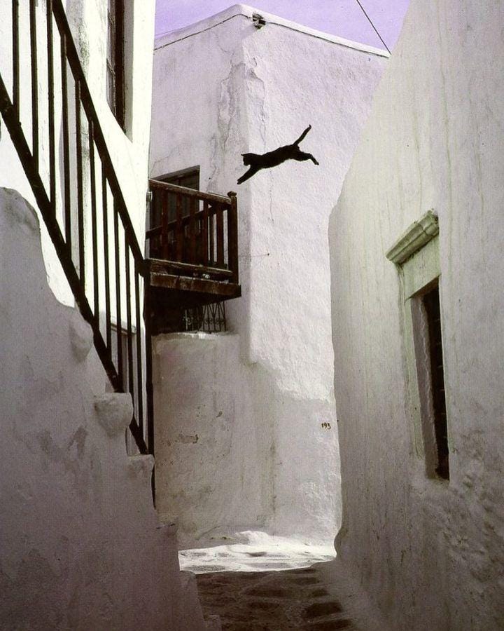 An Instagram  post added by annie on Apr 23, 2024. The author is @archaeologyart. May present: hans silvester greek islands, les chats du soleil, complete cats in the sun, photography, building.