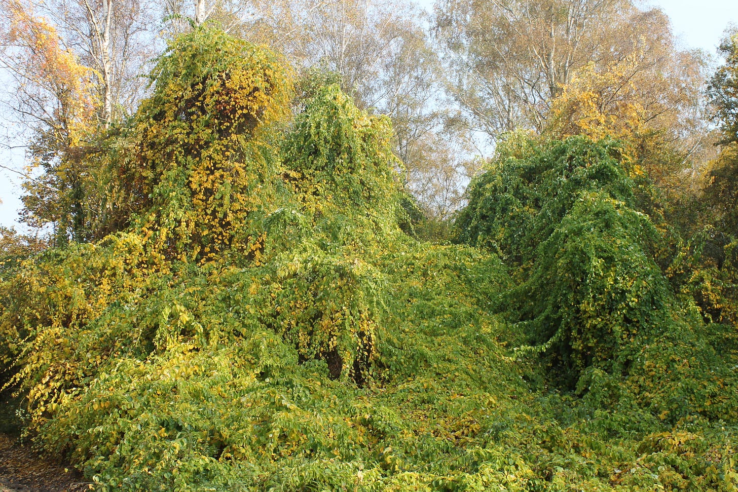a woodland scene of tall trees in the background, and a tall clump of fluffy green leaves from the bittersweet choking out the native flora in the foreground. a woodland scene of tall trees in the background, and a tall clump of fluffy green leaves from the bittersweet choking out the native flora in the foreground.