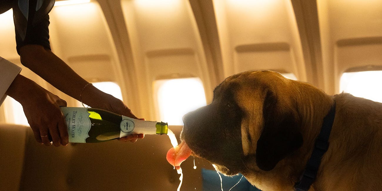 BarkBox lanza una aerolínea de lujo para perros