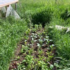 How Many Pounds of Vegetables Per Person? (Can you really grow that much?)