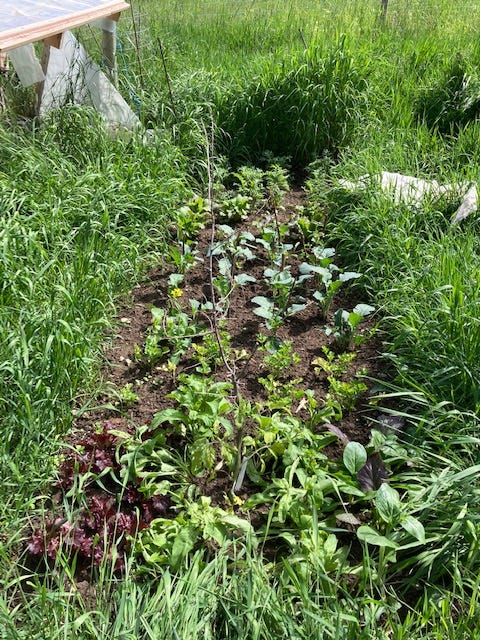 A mixed planting of vegetables in a square foot pattern A mixed planting of vegetables in a square foot pattern
