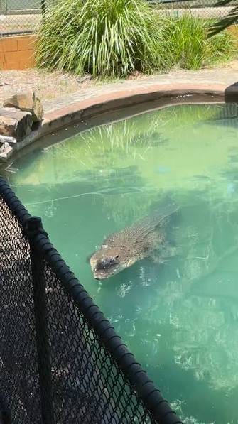 Our salt water crocodile (the Colonel) at around 4.5 meters long, is  sometimes hard to capture in one picture.🐊 One of our keepers took a  series of pictures, highlighting some of the
