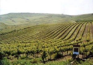 A scenic view of a Recanati vineyard in Israel.