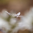 A Spring Spent Among The Wildflowers: An Exploration in Photos
