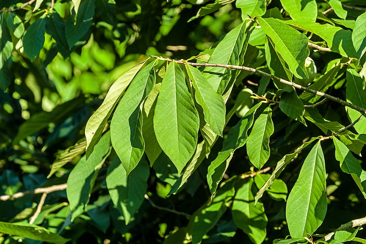 Pawpaw trees