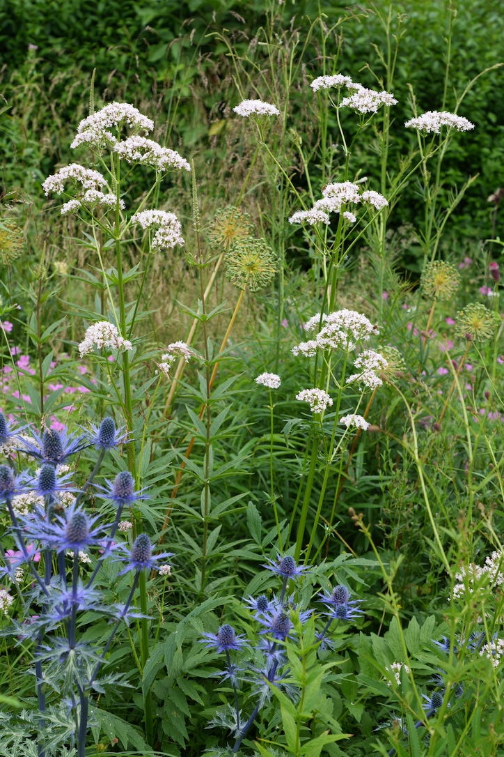 Valeriana officinalis | wild valerian Valeriana officinalis | wild valerian
