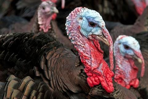turkeys