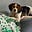 Beagle Dad's avatar