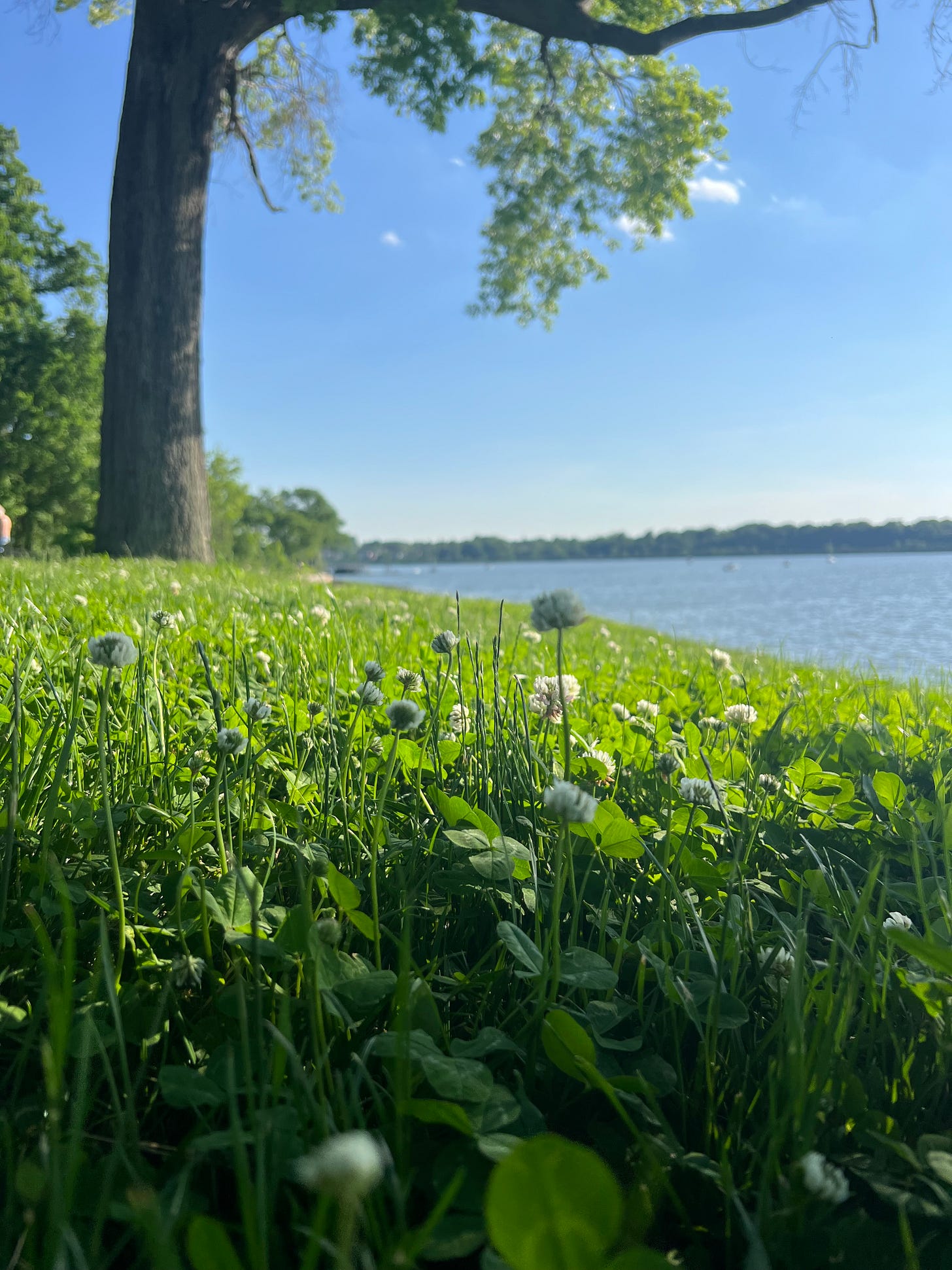 A serene scene of a grassy oceanside area. In the foreground, green grass and white clover flowers are in focus. In the background, a large tree with branches extending outward provides some shade. The ocean runs alongside the grass, reflecting the clear blue sky above. The far ocean is dotted with trees, adding to the peaceful atmosphere.