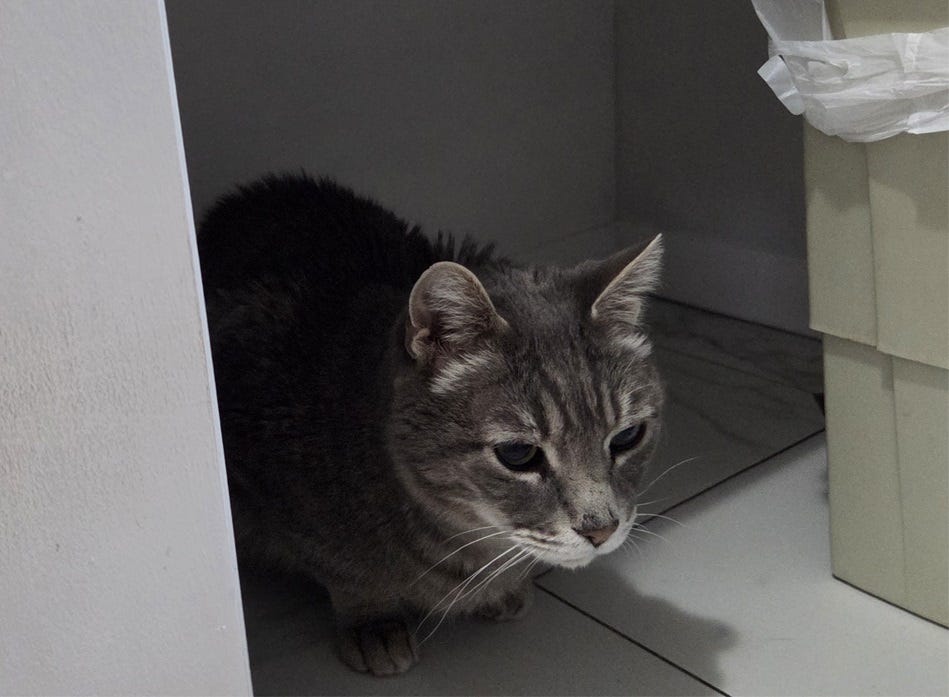My grey tabby cat Thornton hunched up cautiously on the bathroom tile beneath a shelf, hidden partially by the wall and the wastebasket. His eyes are dilated in the low light and he looks resigned to his fate. My grey tabby cat Thornton hunched up cautiously on the bathroom tile beneath a shelf, hidden partially by the wall and the wastebasket. His eyes are dilated in the low light and he looks resigned to his fate.