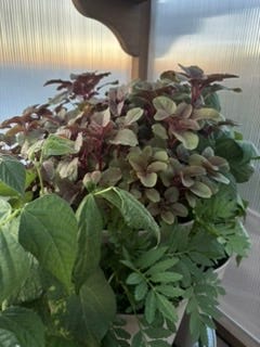 Herbs and tomato plants growing in pots.