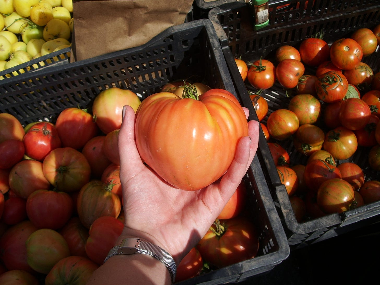 A hand holds a gigantic tomato, vaguely heart shaped.